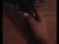 MY PAINTED COLT 1911 AIRSOFT GUN MY PAINTED COLT 1911 AIRSOFT GUN