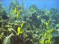 Diving Grand Cayman