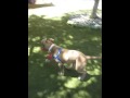 videos de Tony loves to fetch & romp!