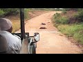 Jock Lodge  WIld Dogs with Patrick