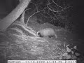 Badgers doing what badgers do...