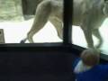 videos de 11-06-08 Lions