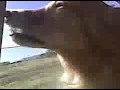 videos de Ella in Car