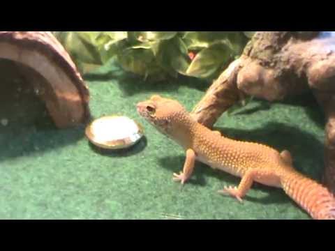 Leopard Gecko eating crickets