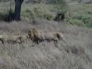Lions Walking