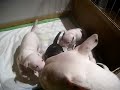 minibull puppy.MP4