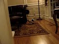 Lucy PM Rescue