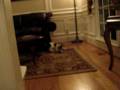 videos de Lucy PM Rescue