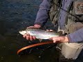 Housatonic River Fall Fishing Early November