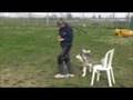 Akiak: malamute in addestramento
