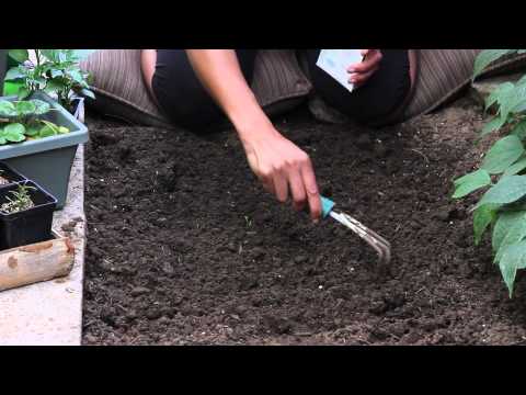 how to grow romaine lettuce