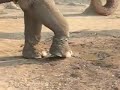 Saddest Elephant in Thailand