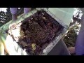 Australian Stingless Bees - Splitting The Hive