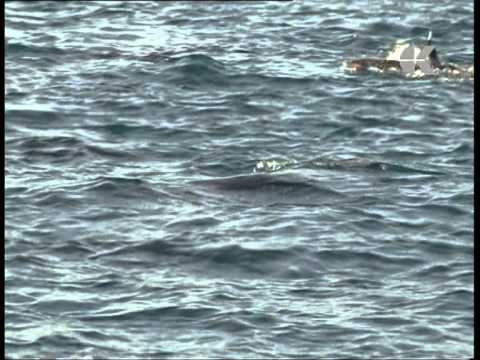 MAURITIUS. DOLPHINS SWIM. NUOTARE COI DELFINI