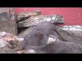Otters