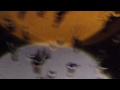 Bekijk muziek clip van Counting Crows met Goodnight Elisabeth