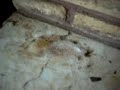 Re: how to kill ants : )