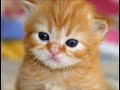 Baby Animals Baby Animals