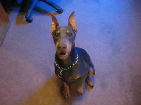 Doberman Pinser