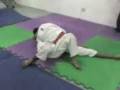 videos de O vine aprendendo o jiu-jitso Too indo beem ;)