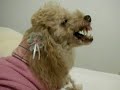 MAD ANGRY POODLE