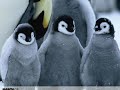 Cute Animals, \"Why Can\ Cute Animals, \"Why Can\