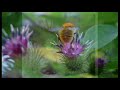 Jacques Dutronc le petit jardin