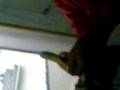 videos de comiendo el platano 1