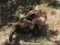 Cat Fight: Rat�n Vs. Minion