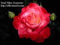 Mon amie la rose