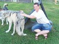 Loki and Max ( High content wolfdog wolf dog hybrid ) Wolfdog