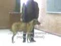 profesor UNI-FIEE hablando con perro