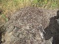 Der Schattenmann und seine Ameisenarmee
