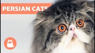 How to Identify Types of Persian Cats