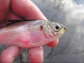 Sebasticook River Fish Kill Sebasticook River Fish Kill