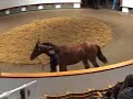 Tattersalls October Yearling Sale - Lot 185 Tattersalls October Yearling Sale - Lot 185
