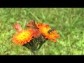 bee collecting pollen