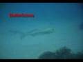 Pt Lonny scuba and skin diving