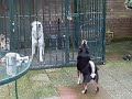 Kishu Shingo and Shiba Chagoi
