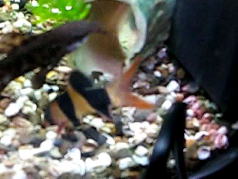 YouTube Трейлер