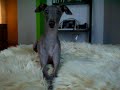 VERY RESPECTFUL  ITALIAN   GREYHOUND