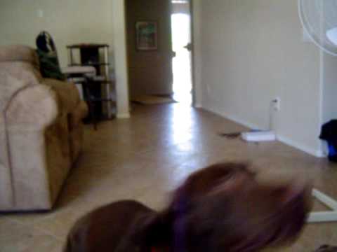 Chocolate lab plays fetch with squeaky ball