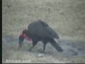 Southern Ground Hornbill