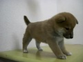 2009年11月5日生まれの柴犬②
