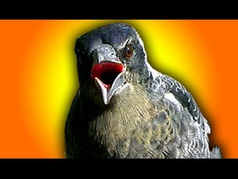 how to love bite video