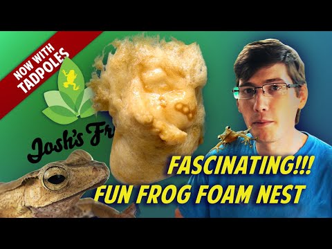 YouTube reptile video