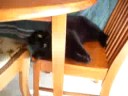 Lazy Cats
