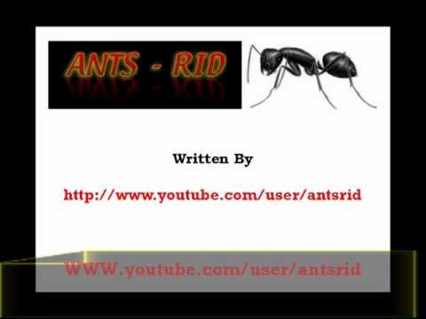 how to i get rid of ants in the kitchen