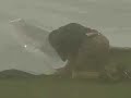 Cincinnati Reds Grounds Crew Pulls the Tarp in Thunderstorm