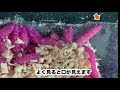 釣り餌の羽化。  ピンクの虫を羽化させてみた